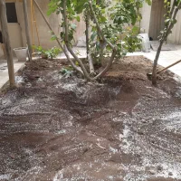 کلیه خدمات باغبانی وگلهای آپارتمانی وسمپاشی