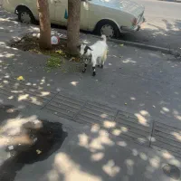 بزغاله