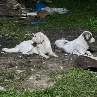 واگذاری دو عدد سگ ماده