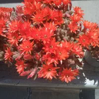 کاکتوس پر از گل
