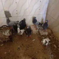 کبوتر