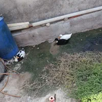 حوانات دوست داشتنی