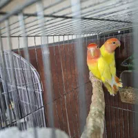 طوطی برزیلی جفت