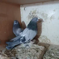 کفتر سبز