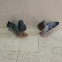 نروماده کبوتر اصفهانی