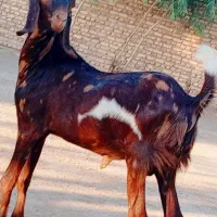 کهره مری نر