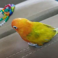 جوجه کوتوله نژادیووینگ گلد
