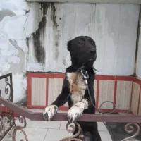 سگ سرابی اصیل