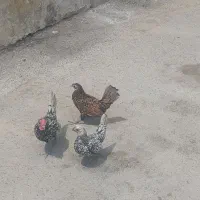 مرغ خروس سبرایت