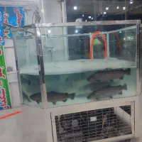 آکواریوم ماهی قزل