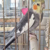 عروس هلندی