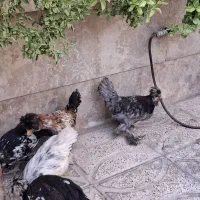 5 عدد مرغ و خروس سلطان