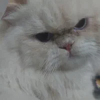 گربه نر جفت گیری