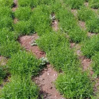 سبزی خشک نعنا ترخون