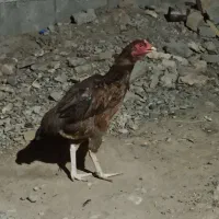 اصیل، مرغ