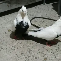 کبوتر