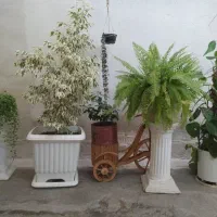 گل و گیاه