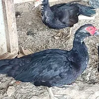 فروش ۴ عدد اردک مسکویی