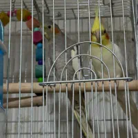 عروس هلندی
