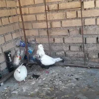 کبوتر فروشی