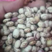 چیتی گرد (لوبیا) ممتاز و با کیفیت بوجاری شده