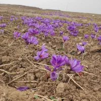 پیاز زعفران