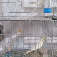 عروس هلندی|پرنده|محمدیه-قزوین, |دیوار