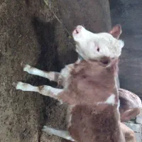 فروش گاو گوساله