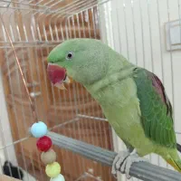 شا طوطی
