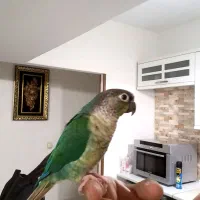گرینچک فول دستی  جفت نرو ماده