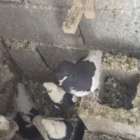 بدون عیب