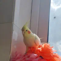 عروس هلندی گمشده
