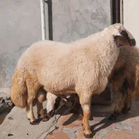 قوچ   گوسفند   بره    کاور   ورن  میش