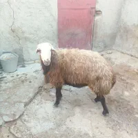 قوچ افشاری اصل