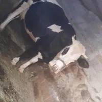 گاو گوساله