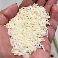 برنج اعلا کشت دوم طارم هاشمی