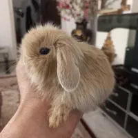 خرگوش لوپ مینیاتوری انقورا