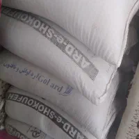 چلتوک لنجان پارسال