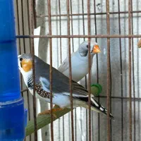 فنچ مولد|پرنده|رشت, بوسار|دیوار