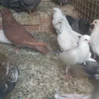 کبوتر پتی واله تیدی انگلیسی جوجه