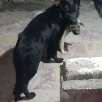 سگ ژرمن بلک اصل