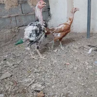 مرغ و خروس لاری