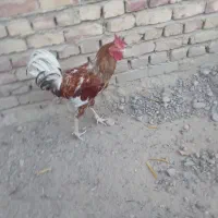 خروس