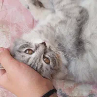گربه خونگی