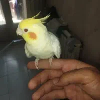 عروس هلندی