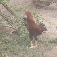 خروس لاری
