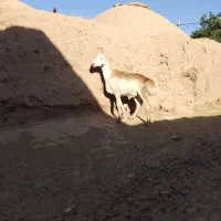 بره قوچی چینی