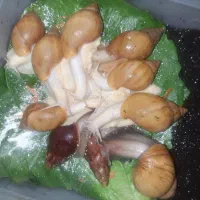 آلبینو و آچاتینا مولد