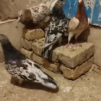 سار سرور هفت رنگ