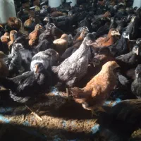 جوجه بومی محلی گلپایگان